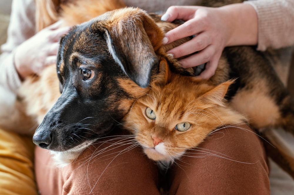 Cão e gato no colo do dono