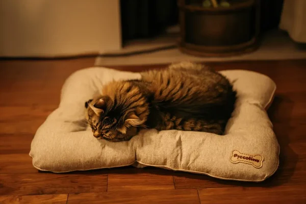 WhatsApp Image 2026-01-30 at 12.26.52